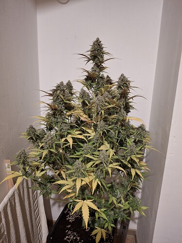 Growreport Bild 1