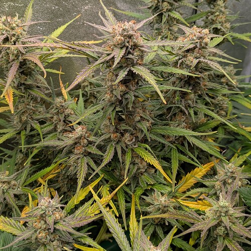Growreport Bild 19