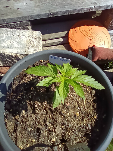 IMG_20240515_095804_3