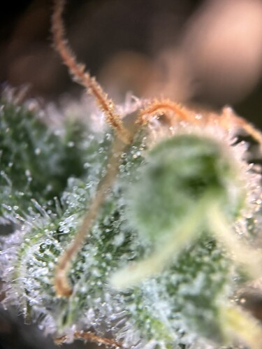 Growreport Bild 31