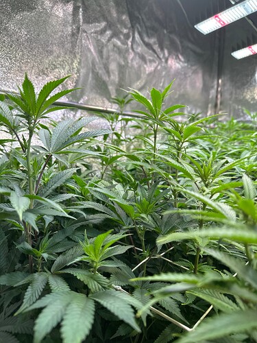Growreport Bild 81