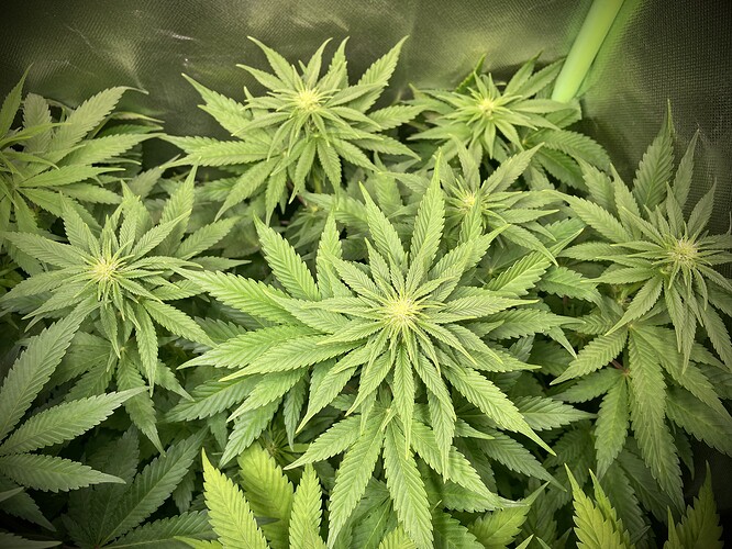 Growreport Bild 5