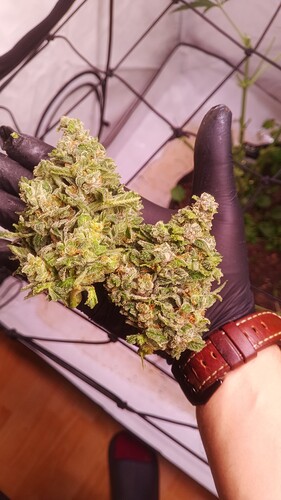 Growreport Bild 22