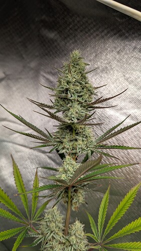 Growreport Bild 3