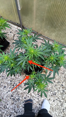 Growreport Bild 6