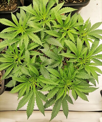 Growreport Bild 24