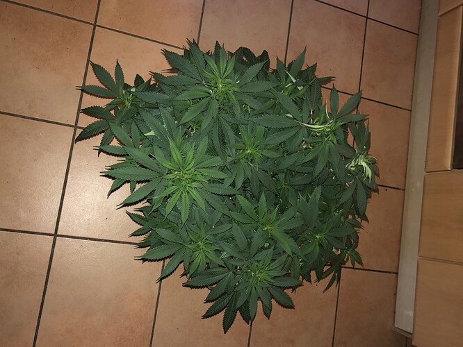 Growreport Bild 3