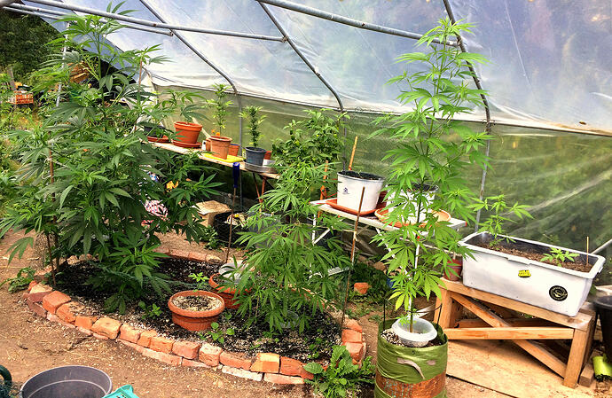 Grow26_0727_12