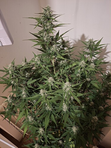 Growreport Bild 153