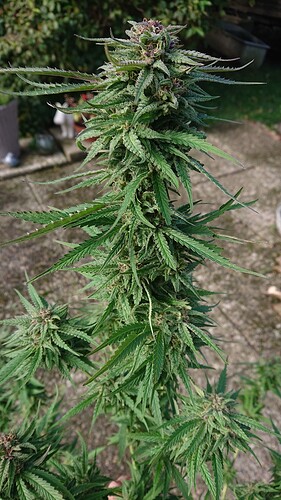 Growreport Bild 40
