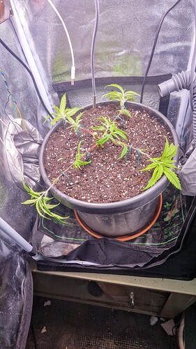 Growreport Bild 1