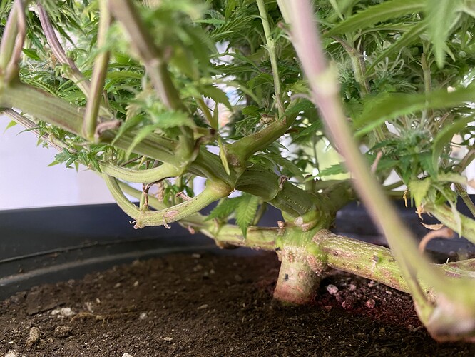 Growreport Bild 32