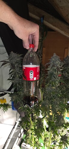 Growreport Bild 32