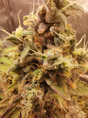 Growreport Bild 8