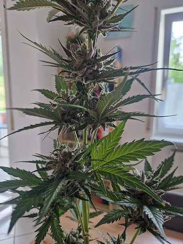 WhatsApp Image 2024-06-27 at 18.04.16