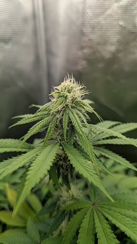 Growreport Bild 7
