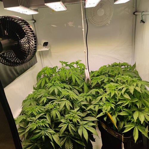 Growreport Bild 9