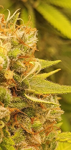 Growreport Bild 1