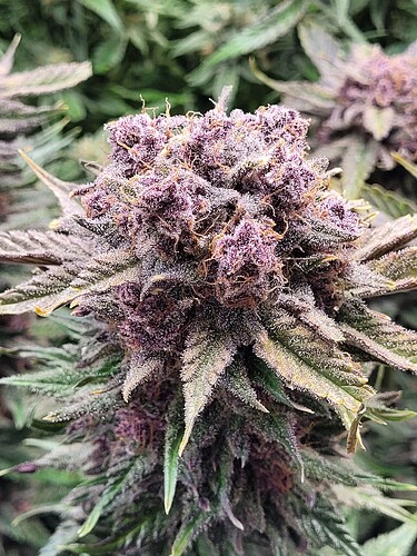 Growreport Bild 2