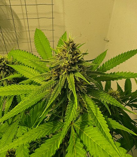 Growreport Bild 9