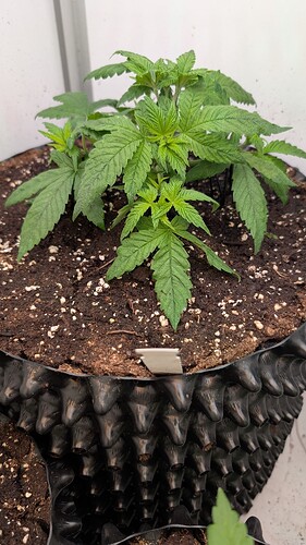 PXL_20250402_061603993.MP