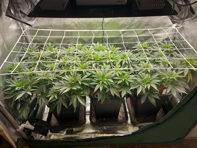 Growreport Bild 6