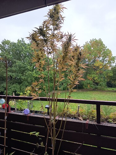 Growreport Bild 1
