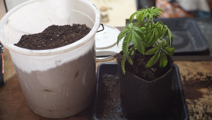 Growreport Bild 4