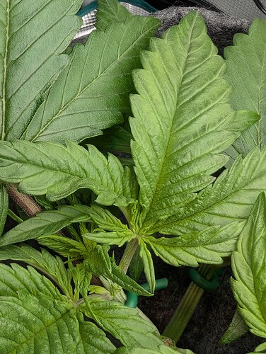 Growreport Bild 16