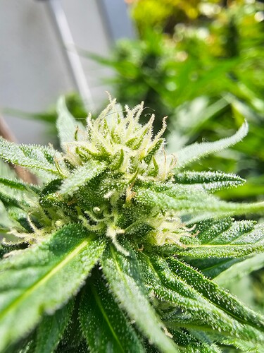Growreport Bild 4