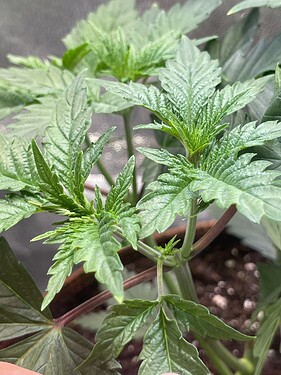 Growreport Bild 5