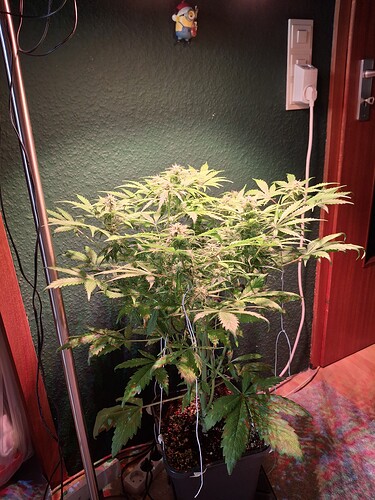 Growreport Bild 13