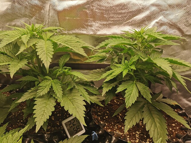 Growreport Bild 2