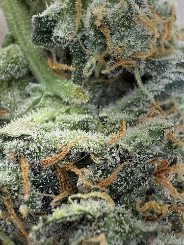 Growreport Bild 23