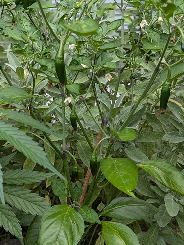 Growreport Bild 18