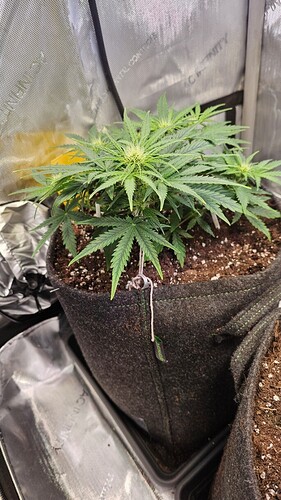 Growreport Bild 1