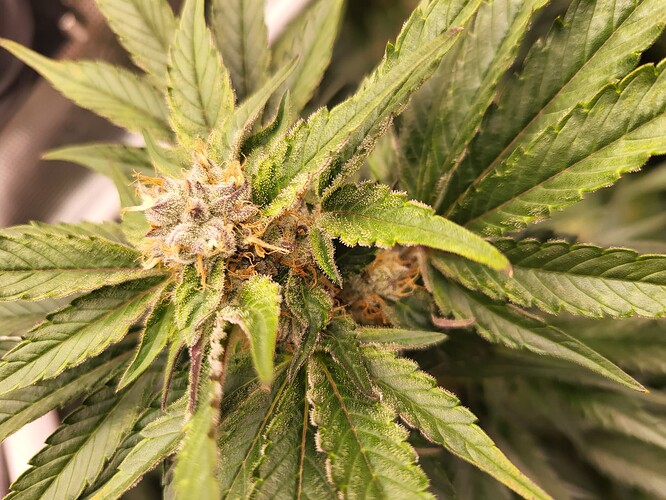 Growreport Bild 5