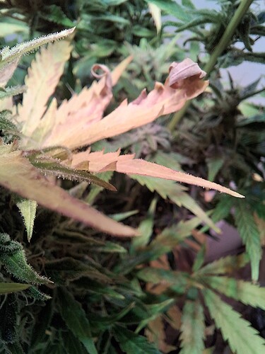 Growreport Bild 4