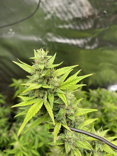 Growreport Bild 46
