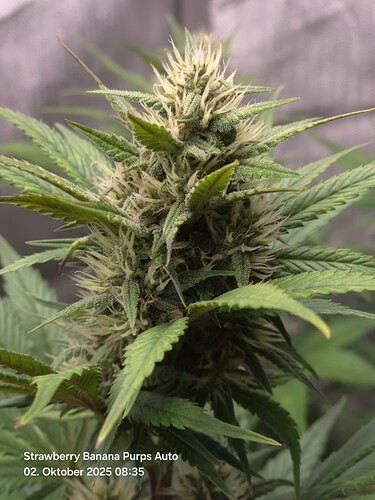 Growreport Bild 3