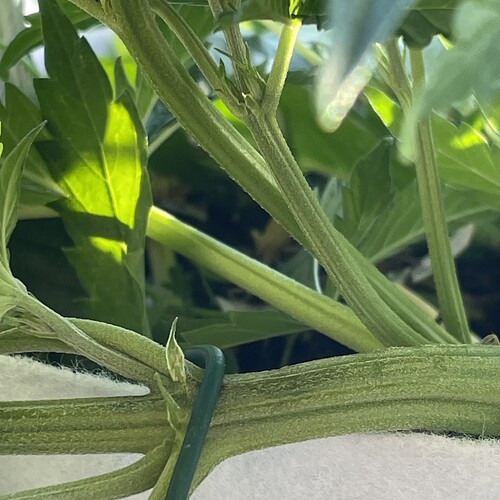 Growreport Bild 2