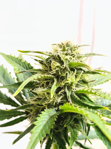 Growreport Bild 6