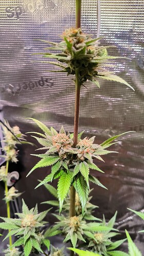Growreport Bild 7