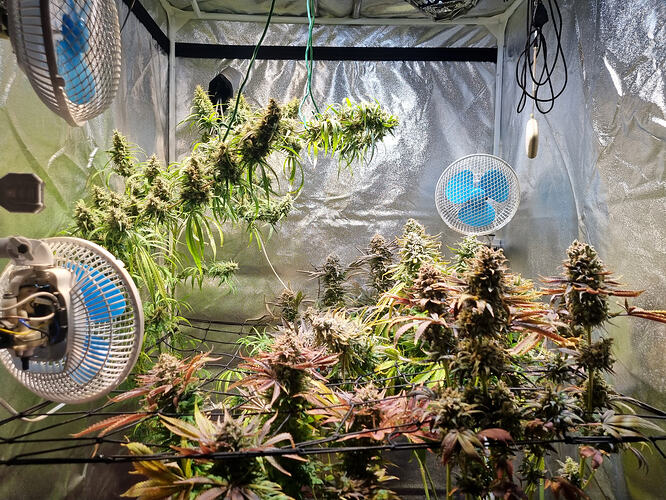 Mehrere blühende Cannabispflanzen in einem Growzelt mit Ventilatoren.