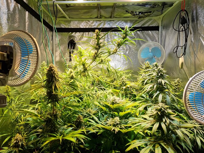 Mehrere Cannabis-Pflanzen in der Blütephase in einem Growzelt, beleuchtet von einer LED-Lampe und belüftet durch drei Ventilatoren.