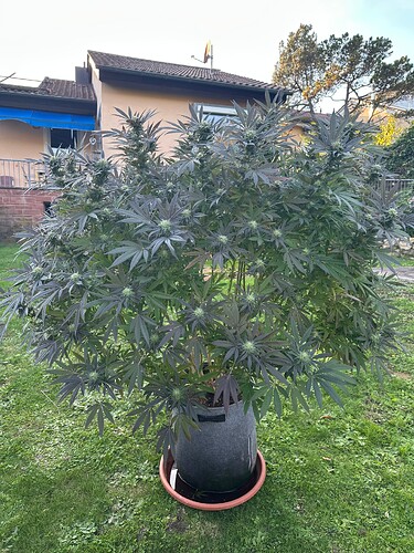 Growreport Bild 23