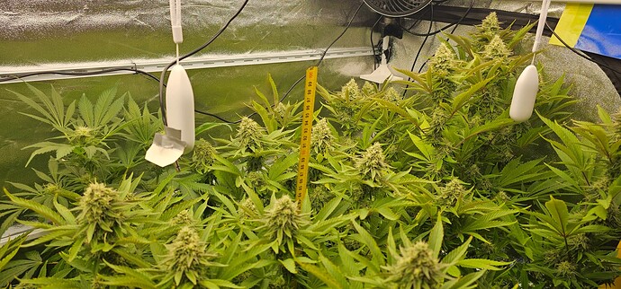 Growreport Bild 5
