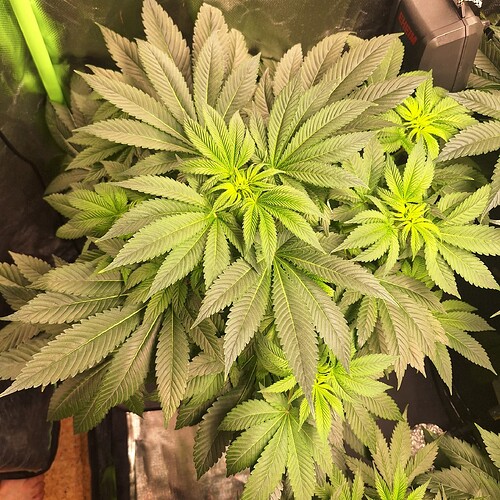 Mehrere junge Cannabispflanzen in der Wachstumsphase, von oben betrachtet, mit ausgeprägten Fächerblättern und hellgrünen neuen Trieben.