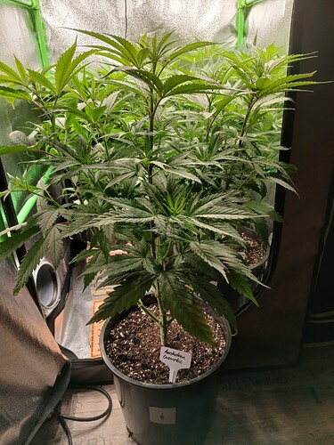 Growreport Bild 4