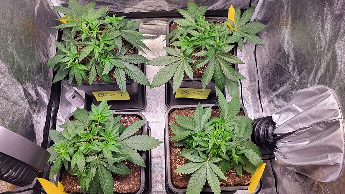 Growreport Bild 6